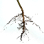 Administrator's avatar